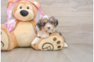 Funny Mini Aussiedoodle Poodle Mix Pup