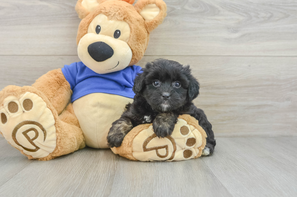 8 week old Mini Aussiedoodle Puppy For Sale - Florida Fur Babies