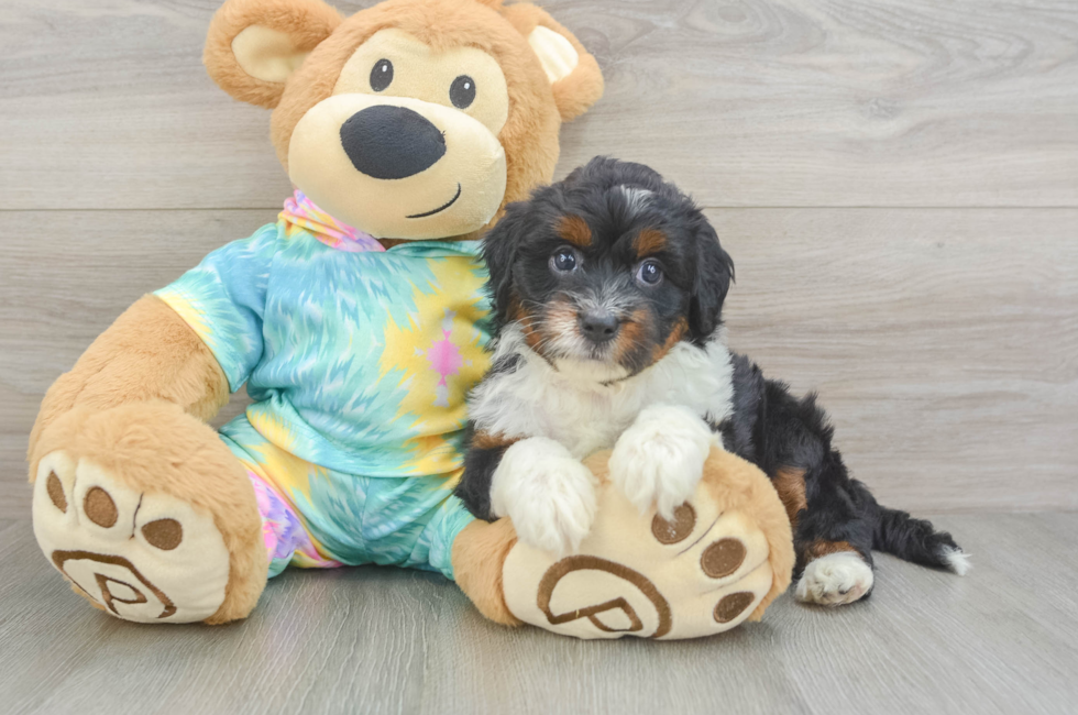 5 week old Mini Aussiedoodle Puppy For Sale - Florida Fur Babies