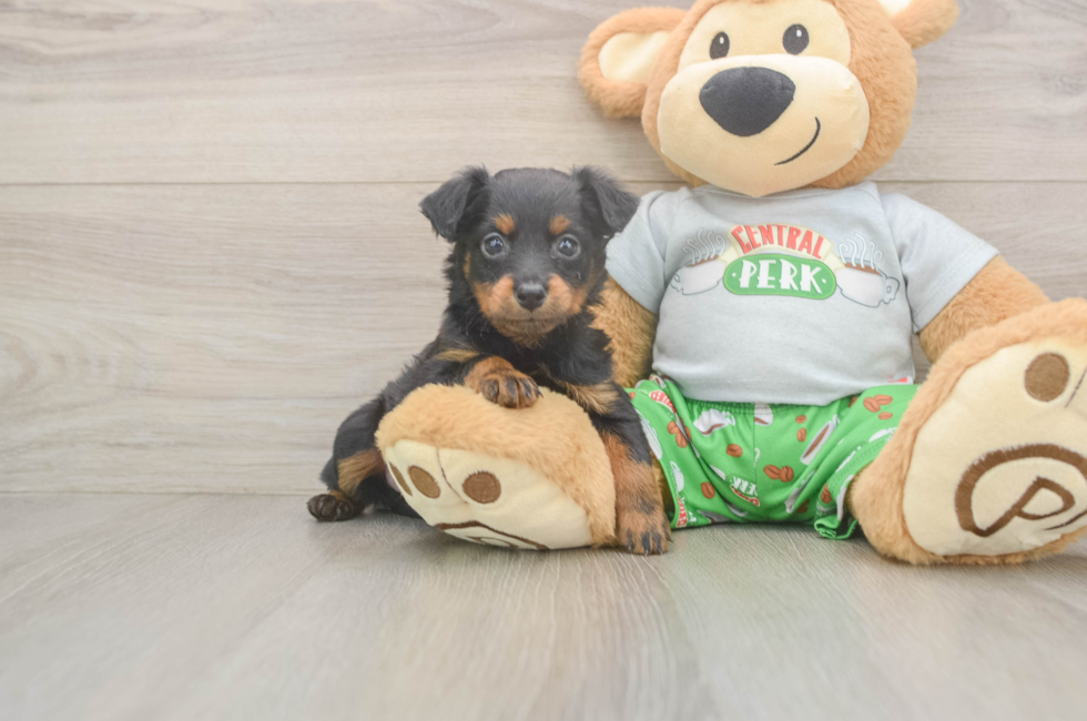 5 week old Mini Aussiedoodle Puppy For Sale - Florida Fur Babies