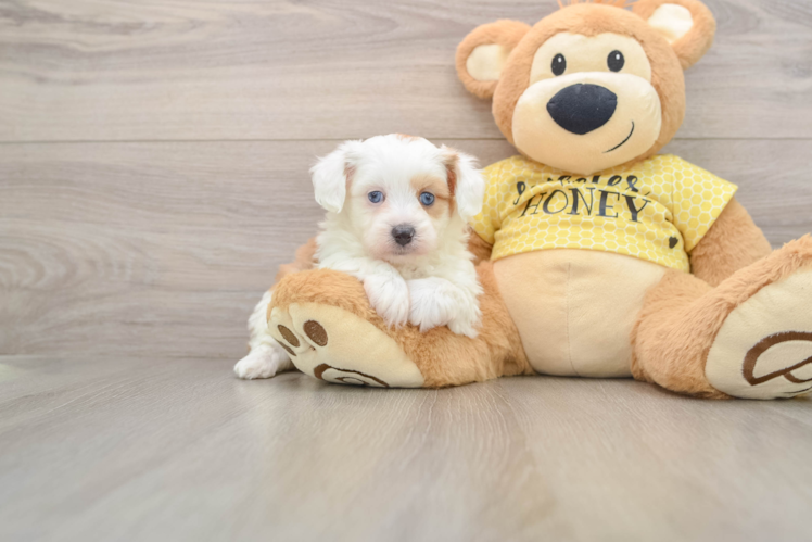 Mini Aussiedoodle Pup Being Cute