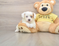 6 week old Mini Aussiedoodle Puppy For Sale - Florida Fur Babies