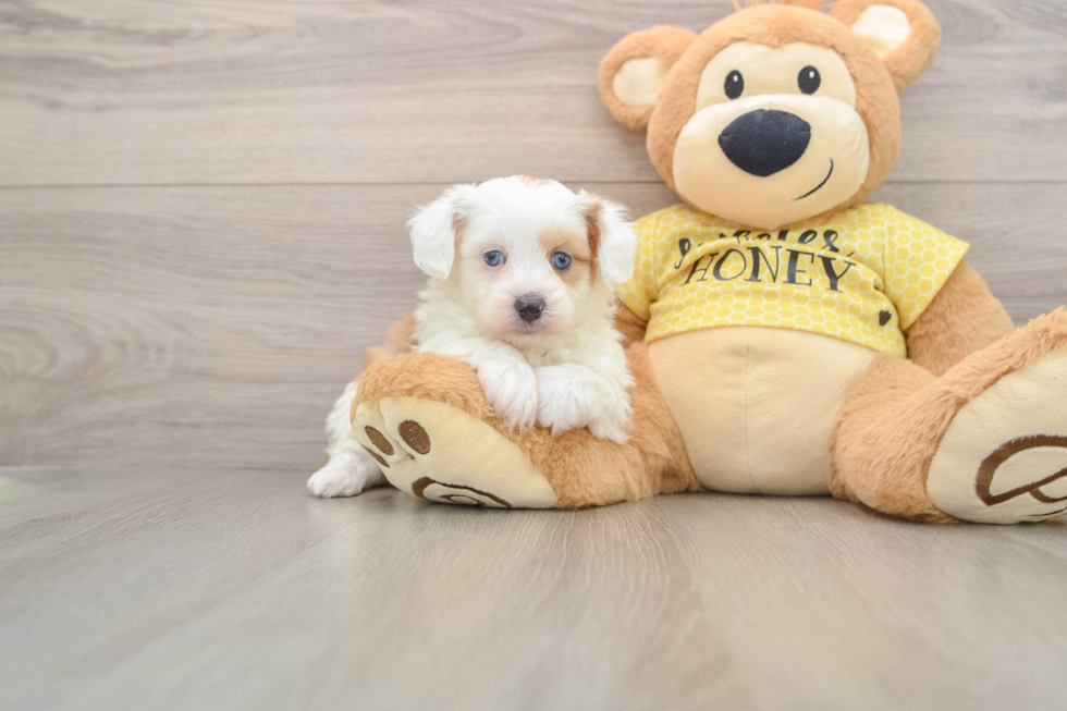 Mini Aussiedoodle Pup Being Cute