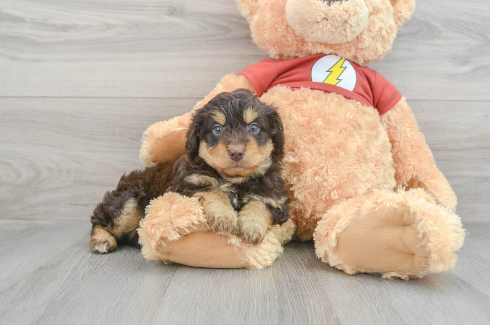 9 week old Mini Aussiedoodle Puppy For Sale - Florida Fur Babies