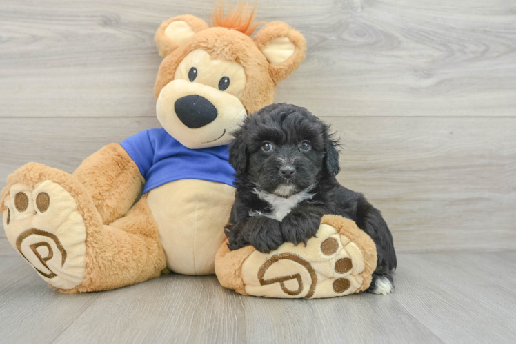 Best Mini Aussiedoodle Baby