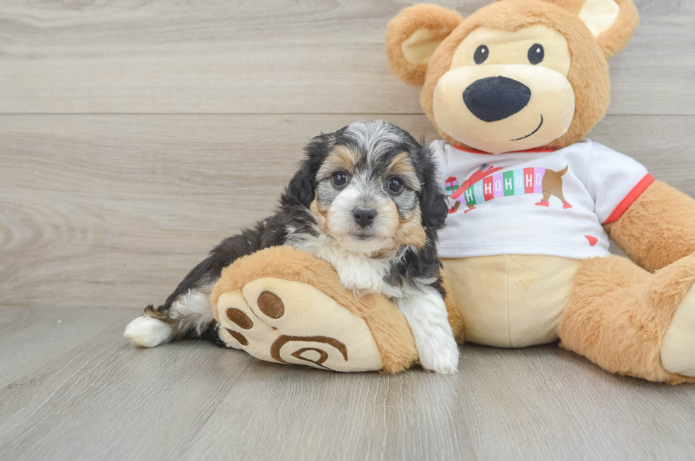 5 week old Mini Aussiedoodle Puppy For Sale - Florida Fur Babies