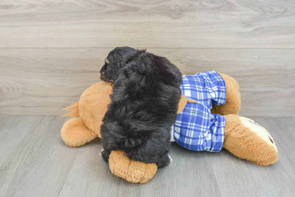 Mini Aussiedoodle Puppy for Adoption