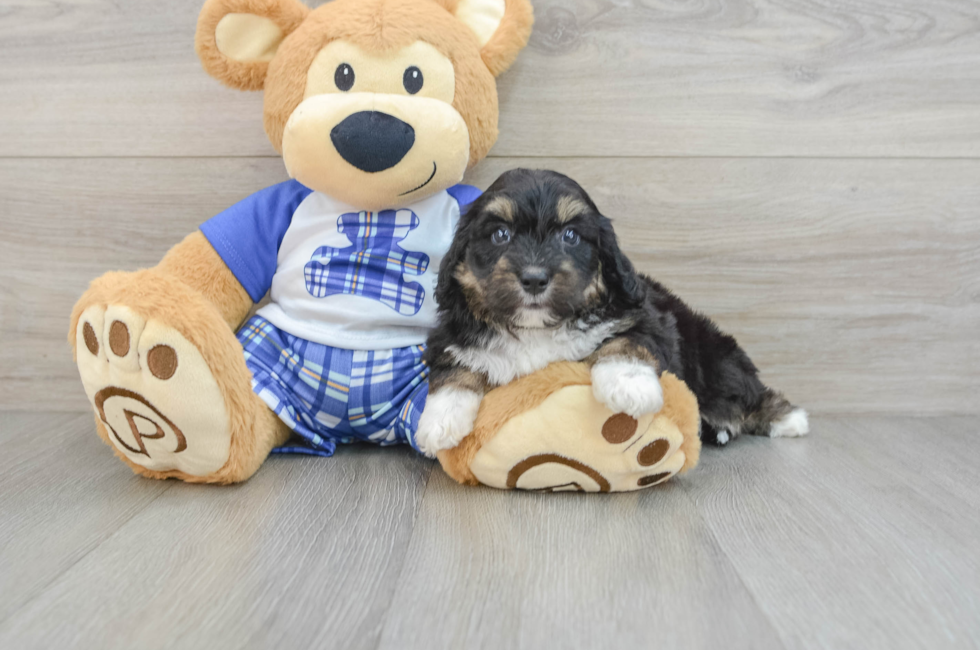 6 week old Mini Aussiedoodle Puppy For Sale - Florida Fur Babies