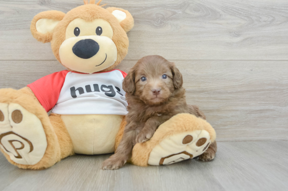 5 week old Mini Aussiedoodle Puppy For Sale - Florida Fur Babies