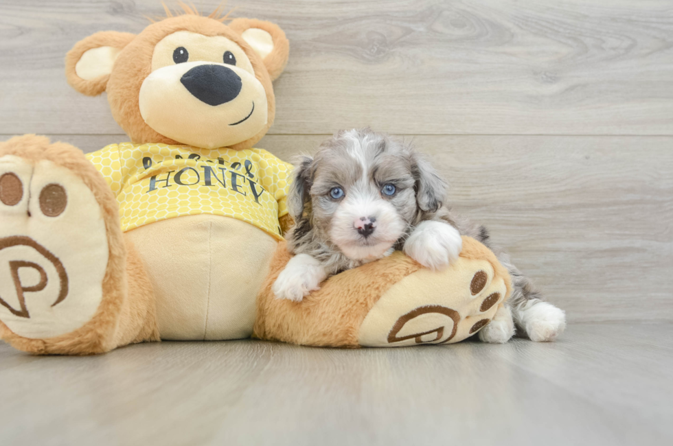 6 week old Mini Aussiedoodle Puppy For Sale - Florida Fur Babies