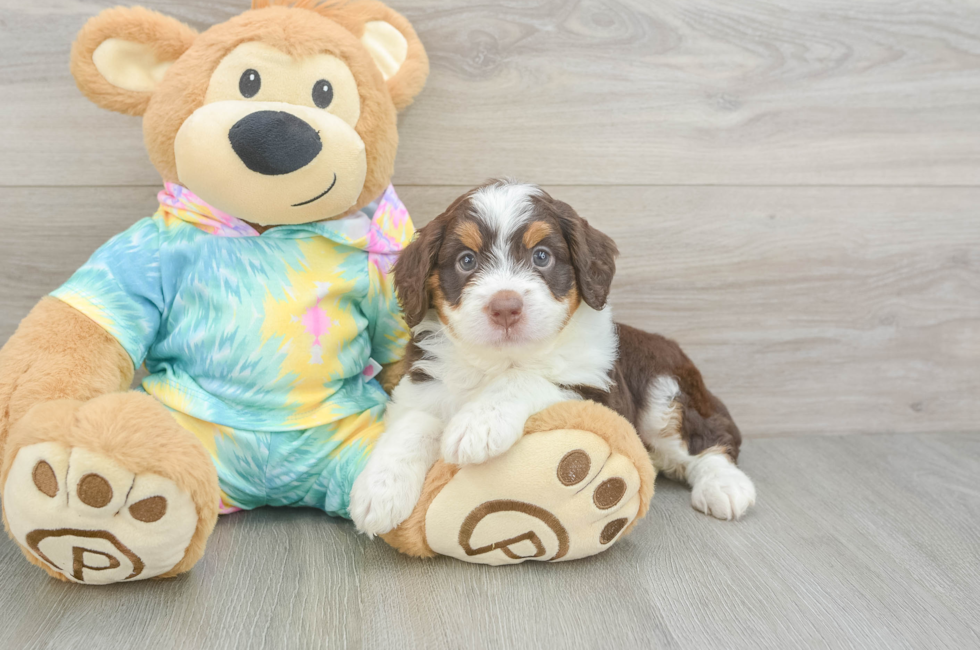 5 week old Mini Aussiedoodle Puppy For Sale - Florida Fur Babies