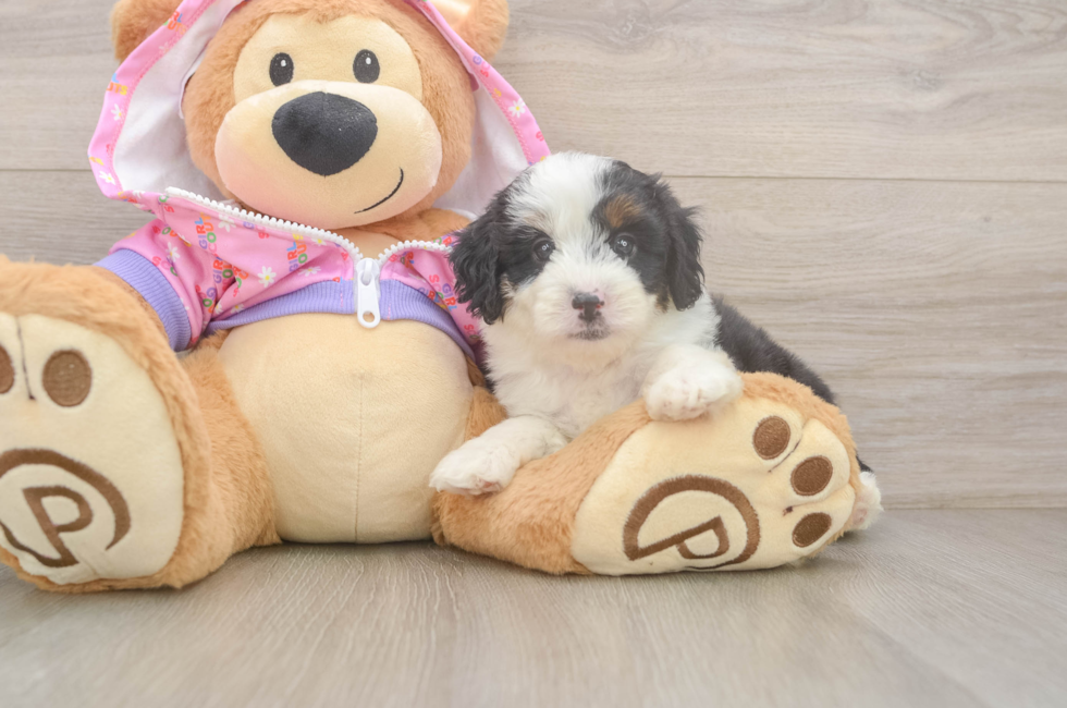 5 week old Mini Aussiedoodle Puppy For Sale - Florida Fur Babies