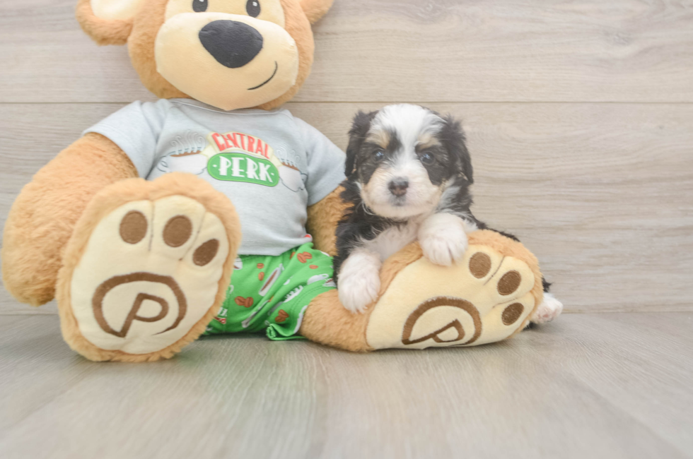 5 week old Mini Aussiedoodle Puppy For Sale - Florida Fur Babies