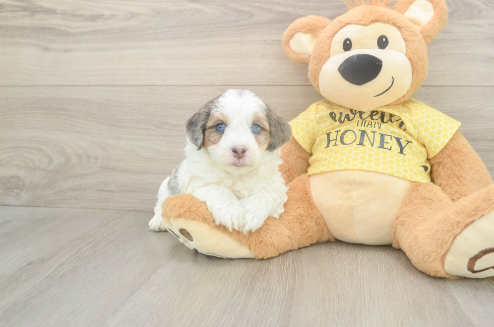 5 week old Mini Aussiedoodle Puppy For Sale - Florida Fur Babies