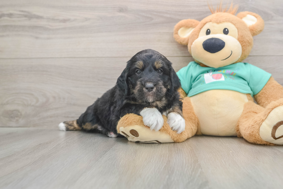 Mini Aussiedoodle Puppy for Adoption