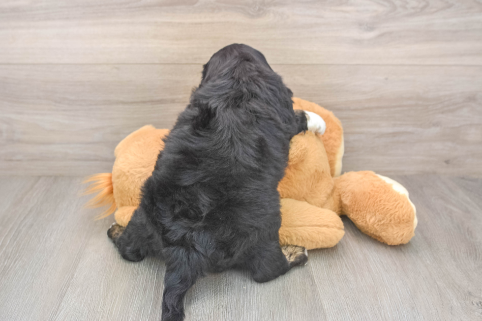 Mini Aussiedoodle Pup Being Cute