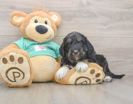 5 week old Mini Aussiedoodle Puppy For Sale - Florida Fur Babies