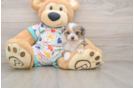 Mini Aussiedoodle Pup Being Cute