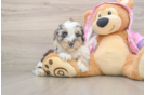Best Mini Aussiedoodle Baby