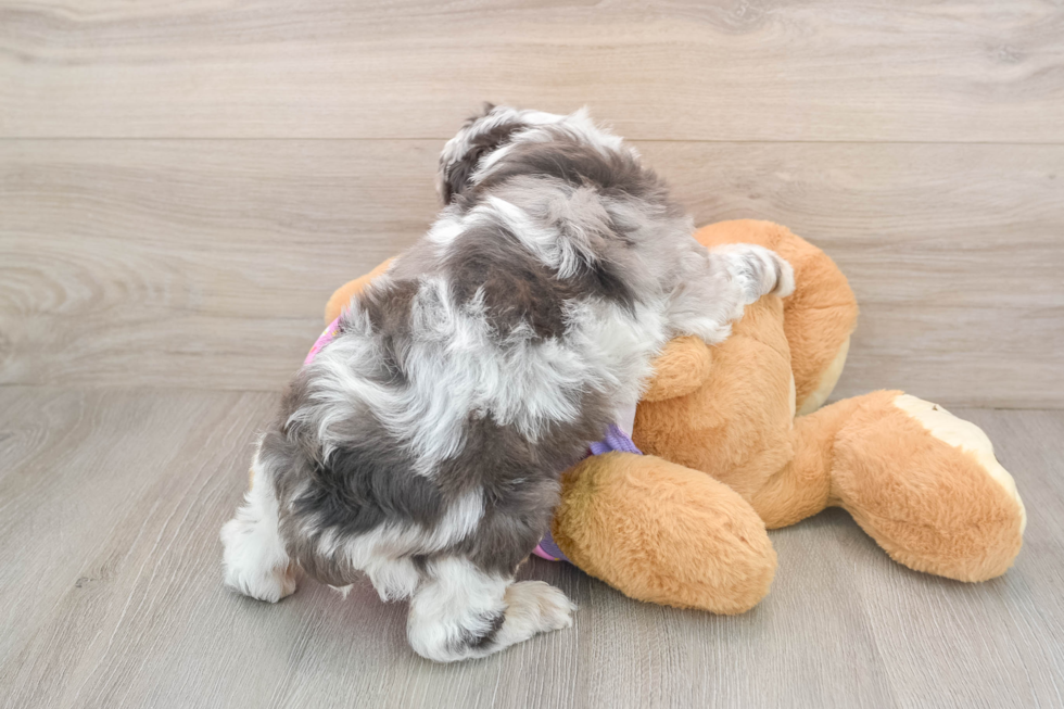 Adorable Aussiepoo Poodle Mix Puppy