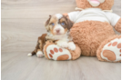 Sweet Mini Aussiedoodle Baby