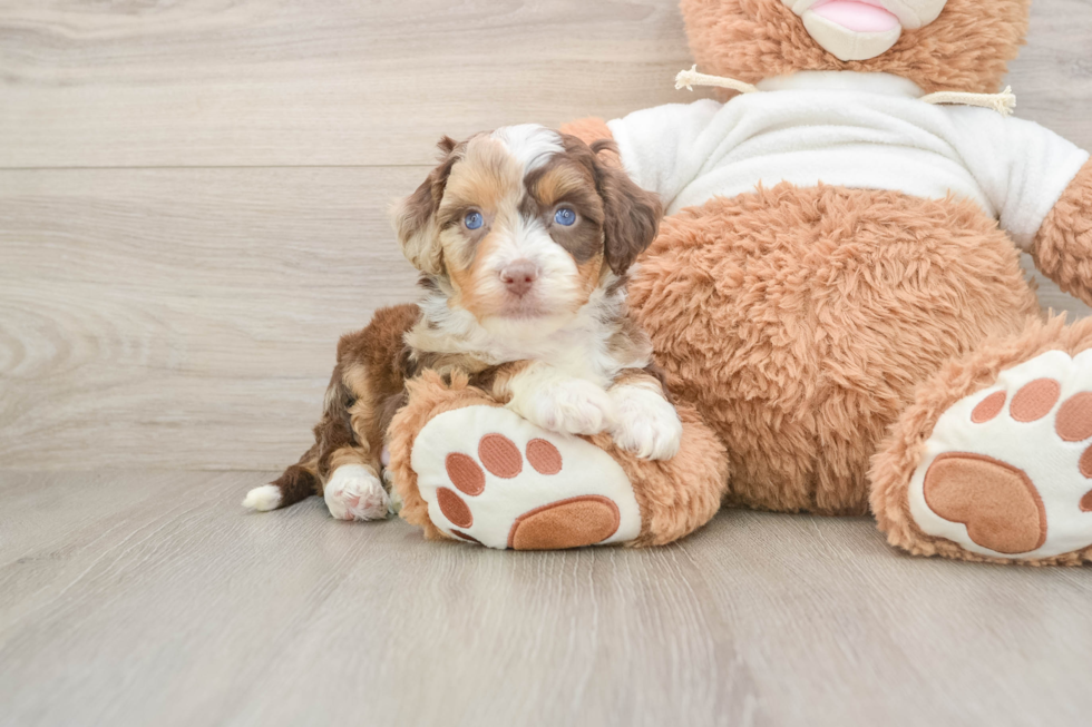 Sweet Mini Aussiedoodle Baby