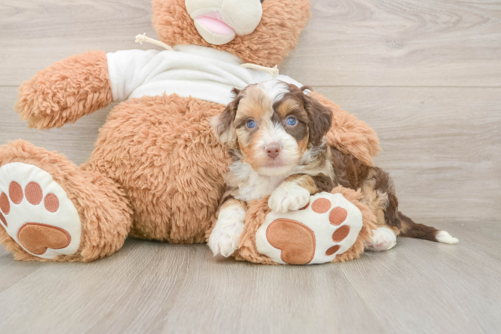 Fluffy Mini Aussiedoodle Poodle Mix Pup