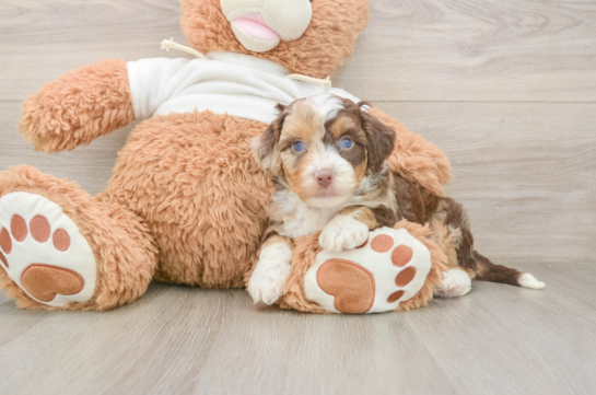 Fluffy Mini Aussiedoodle Poodle Mix Pup