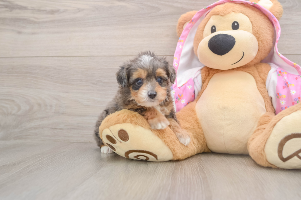Mini Aussiedoodle Puppy for Adoption