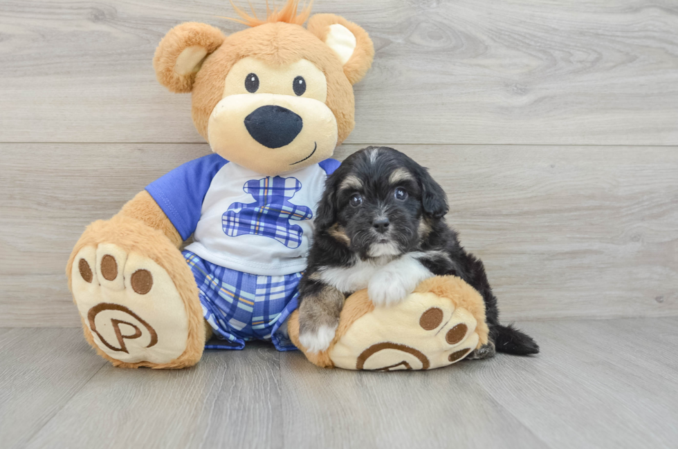 6 week old Mini Aussiedoodle Puppy For Sale - Florida Fur Babies