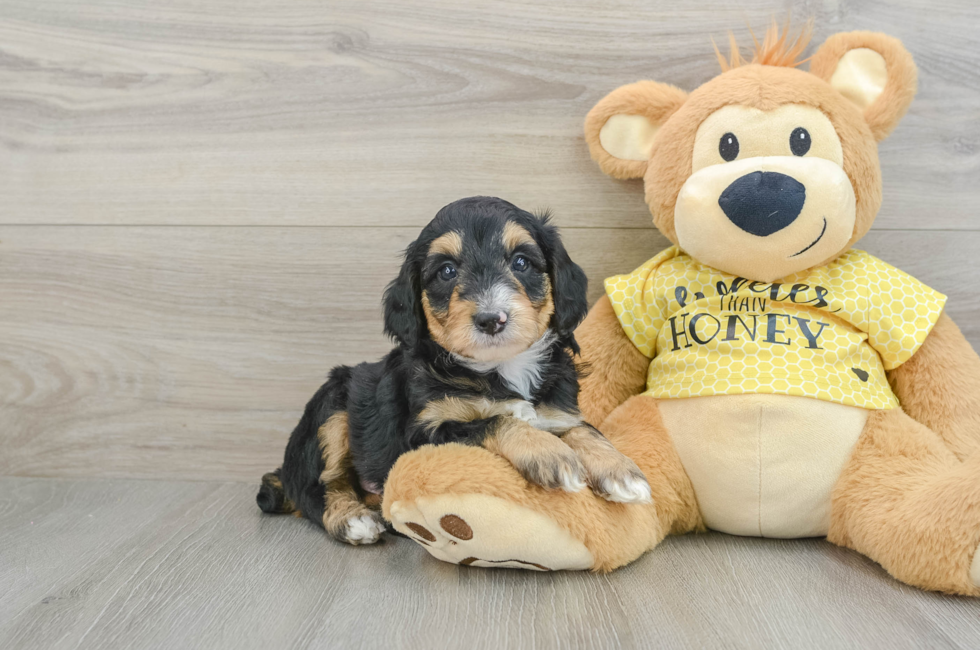 6 week old Mini Aussiedoodle Puppy For Sale - Florida Fur Babies