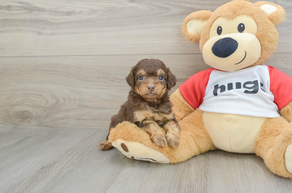 5 week old Mini Aussiedoodle Puppy For Sale - Florida Fur Babies