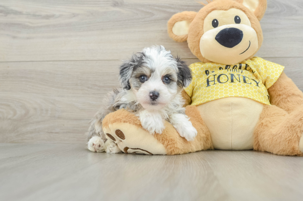 6 week old Mini Aussiedoodle Puppy For Sale - Florida Fur Babies