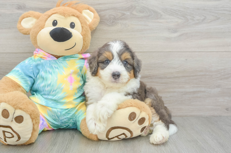 5 week old Mini Aussiedoodle Puppy For Sale - Florida Fur Babies