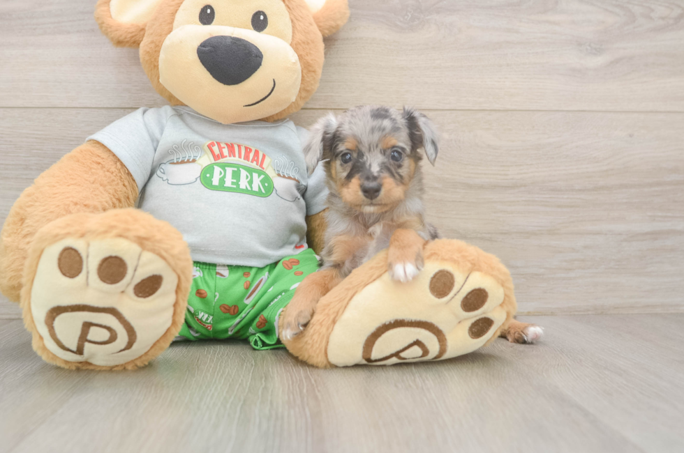 5 week old Mini Aussiedoodle Puppy For Sale - Florida Fur Babies
