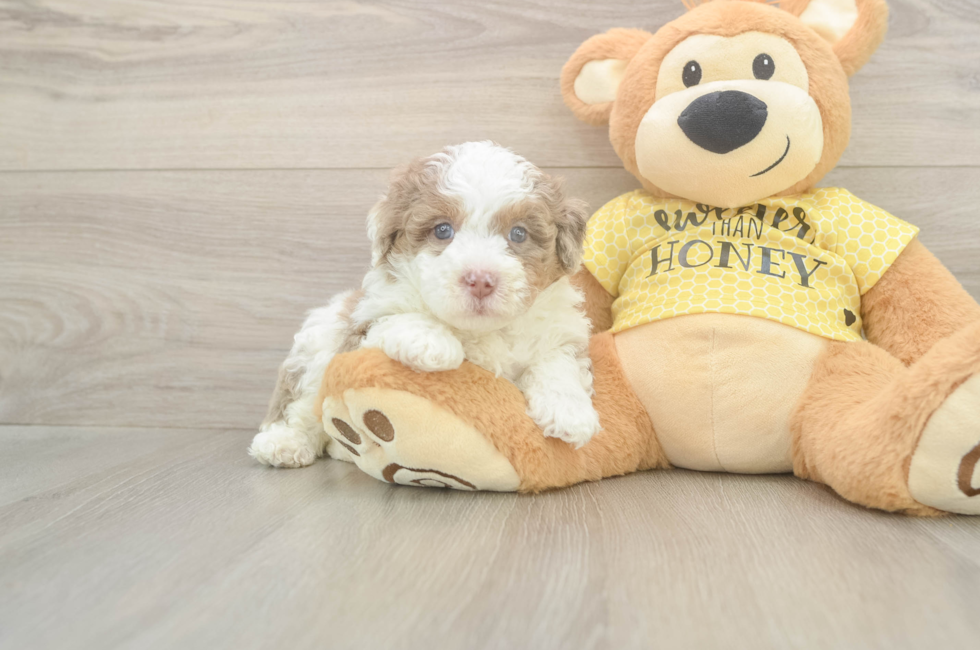 5 week old Mini Aussiedoodle Puppy For Sale - Florida Fur Babies