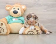 5 week old Mini Aussiedoodle Puppy For Sale - Florida Fur Babies