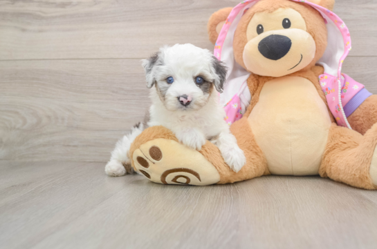 Mini Aussiedoodle Pup Being Cute