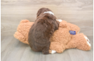 Smart Mini Aussiedoodle Poodle Mix Pup