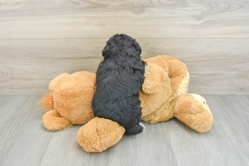 Mini Aussiedoodle Pup Being Cute