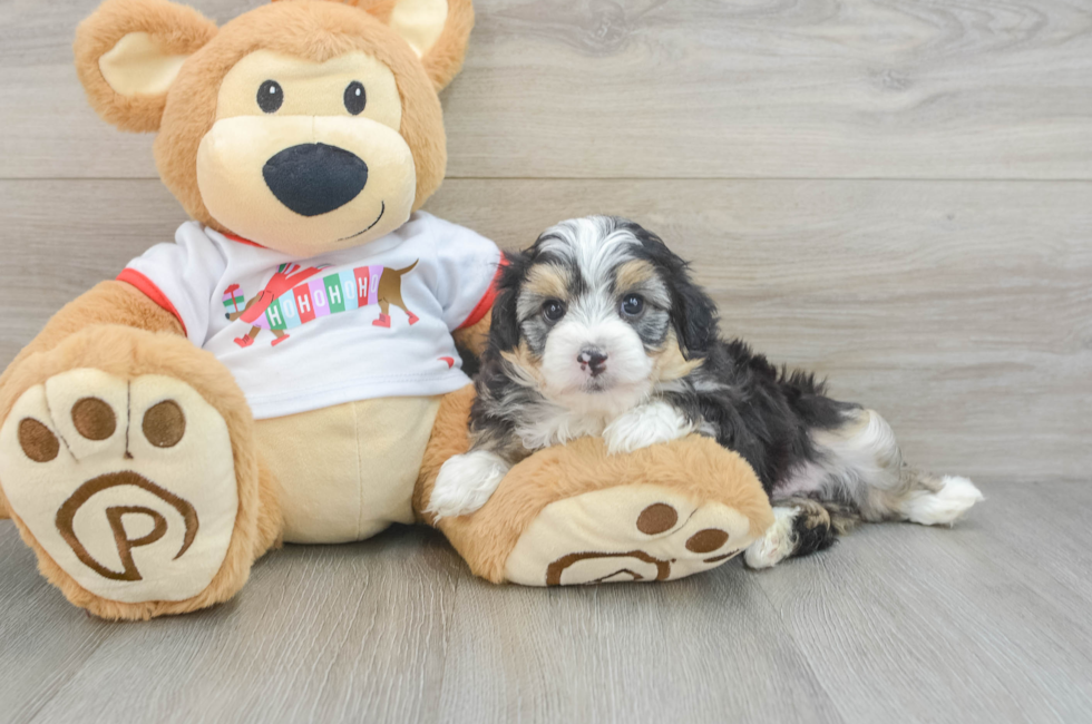 5 week old Mini Aussiedoodle Puppy For Sale - Florida Fur Babies