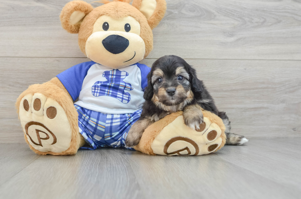 6 week old Mini Aussiedoodle Puppy For Sale - Florida Fur Babies