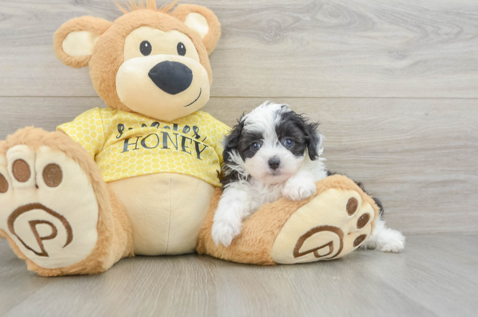 6 week old Mini Aussiedoodle Puppy For Sale - Florida Fur Babies
