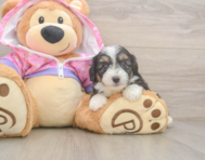 8 week old Mini Aussiedoodle Puppy For Sale - Florida Fur Babies