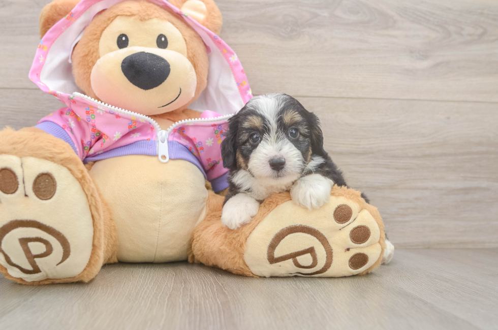 5 week old Mini Aussiedoodle Puppy For Sale - Florida Fur Babies