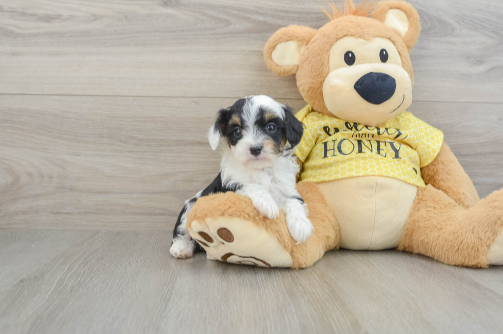 6 week old Mini Aussiedoodle Puppy For Sale - Florida Fur Babies