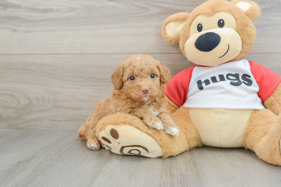 Best Mini Aussiedoodle Baby