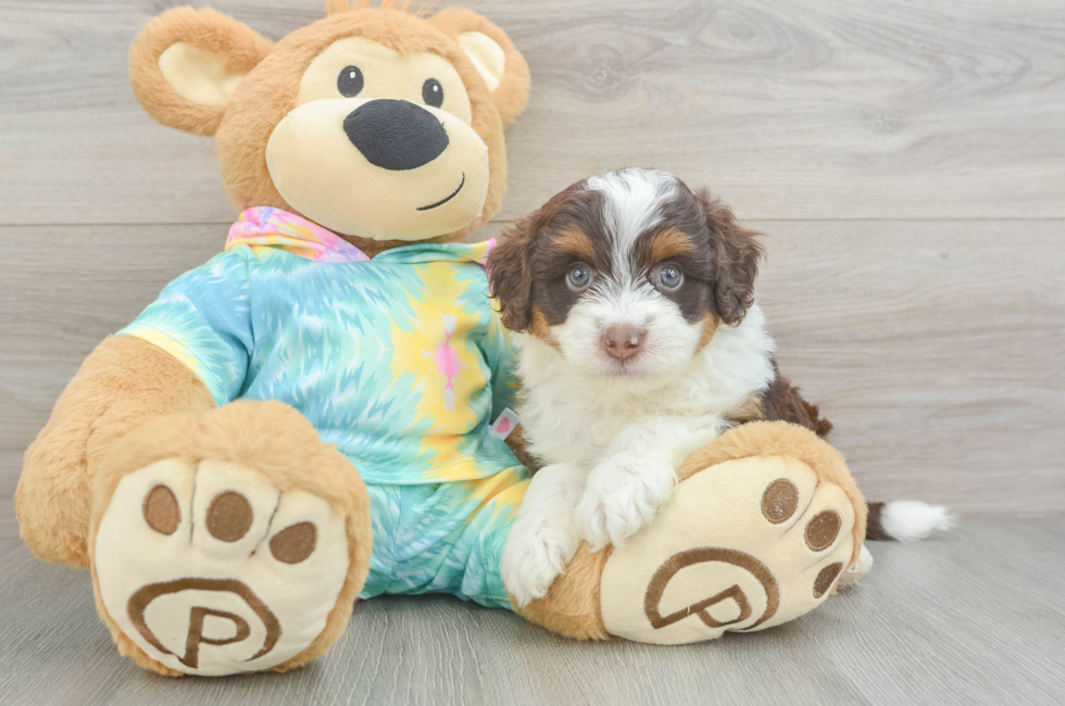 5 week old Mini Aussiedoodle Puppy For Sale - Florida Fur Babies