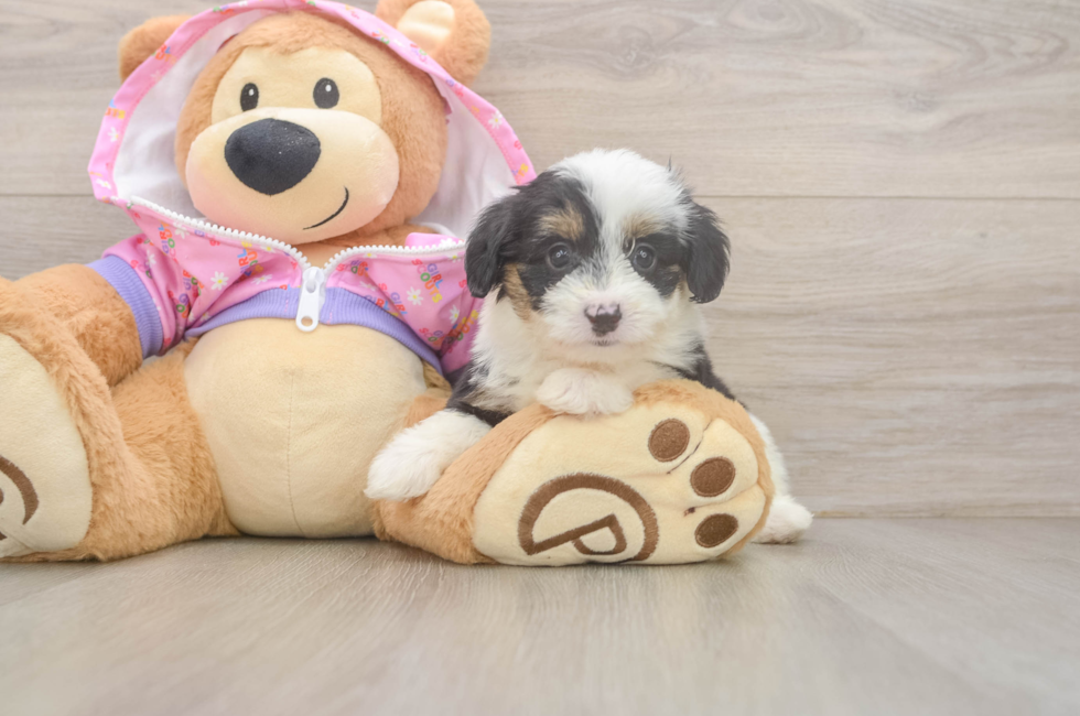 5 week old Mini Aussiedoodle Puppy For Sale - Florida Fur Babies