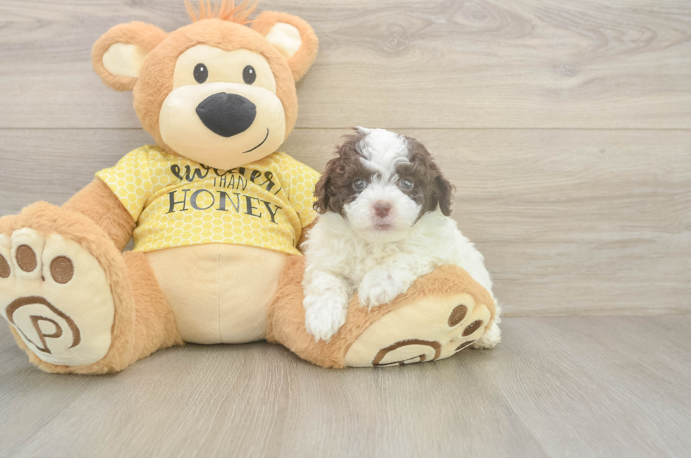 5 week old Mini Aussiedoodle Puppy For Sale - Florida Fur Babies